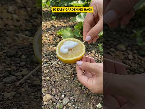 10 Easy DIY Gardening Hack 😮 #shorts #diy #gardening