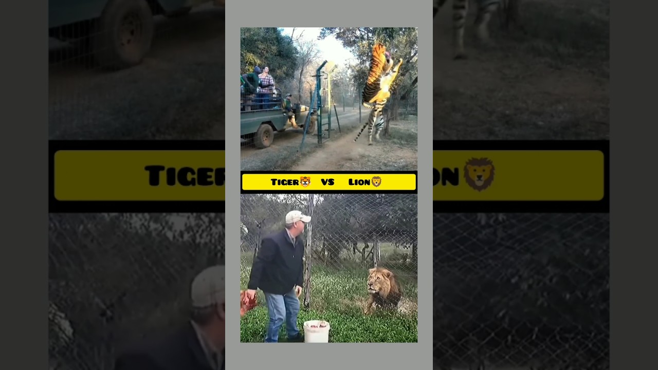 Tiger 🐯 vs Lion 🦁 | Battle of Kings 👑🔥 