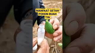 Apa Saja Kegunaan Getah Pohon Buah Tin?