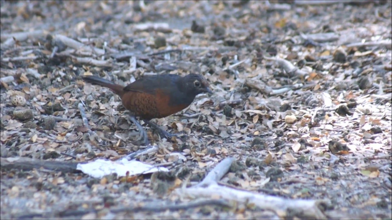 Huet- huet común (Pteroptochos tarnii).