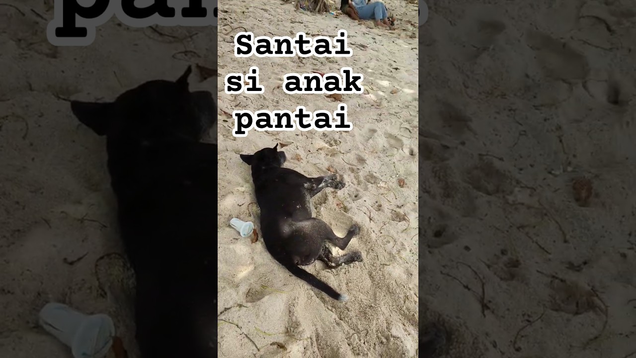 Si Paling Santai di Pantai 🐶🌊 