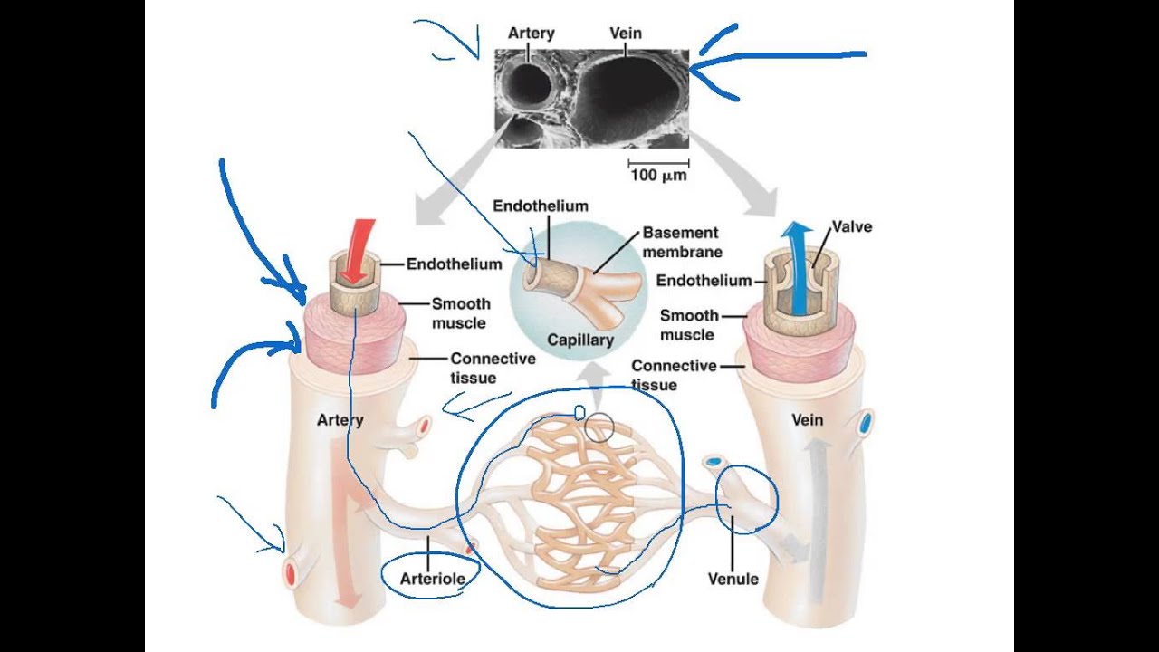 Blood Vessels And Their Functions