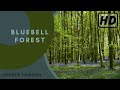 1 Hour Nature Sounds Relaxation Meditation-Birdsong-Natural Sound of the Forest Birds Singing