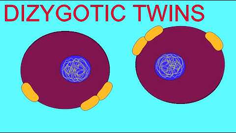 EMBRYONIC DEVELOPMENT: DIZYGOTIC TWINS