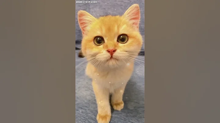 【钝钝的日常】小猫咪虽然不会说话，但他什么都懂🥺 - 天天要闻