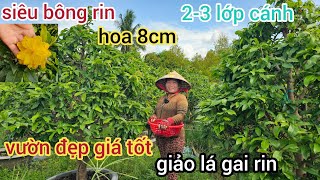 🌲19/51☎️Vườn mai Chị Xuyên☎️giảo lá gai🌲bông 8cm🌲bông siêu bự🌲3 lớp cánh 