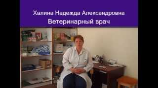 О прививках для домашних животных О прививках для домашних животных