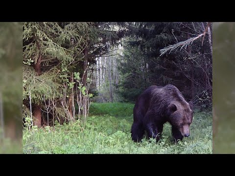 В населенных пунктах Ярославской области все чаще стали замечать медведей