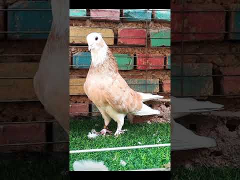 کبوتر ایرانی زیبا ترین و قوی ترین ژن دنیا تقدیم نگاهتون Youtube Youtubeshorts Shortsvideo