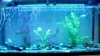T10 遙控變色LED 魚缸燈 水族燈 潛水燈 防水 魚缸燈