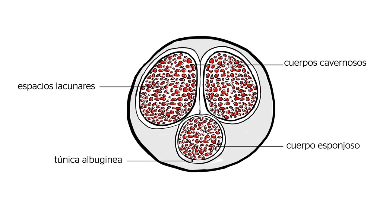 Locucion: Cómo funciona el Viagra