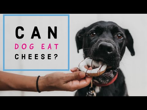 Tips “ Can Dogs Eat Cheese – Cute Dog Eating Cheese ”
