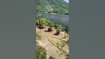 Béc phun sương tưới cây cảnh