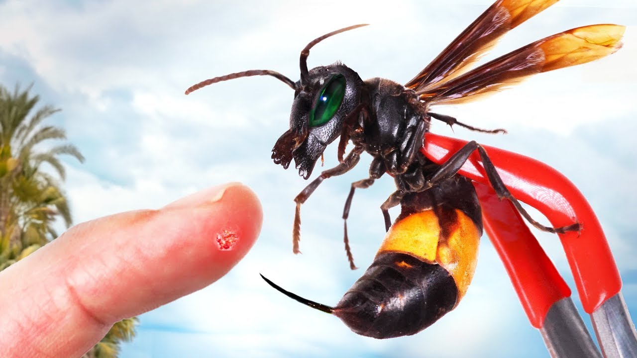 Der STICH der asiatischen HORNISSE! Gebänderte Hornisse | Brave Wilderness Deutsch