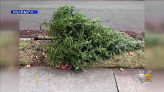CHRISTMAS TREE RECYCLING BEGINS
