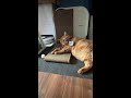猫ティCATTEAがライブ配信中!
