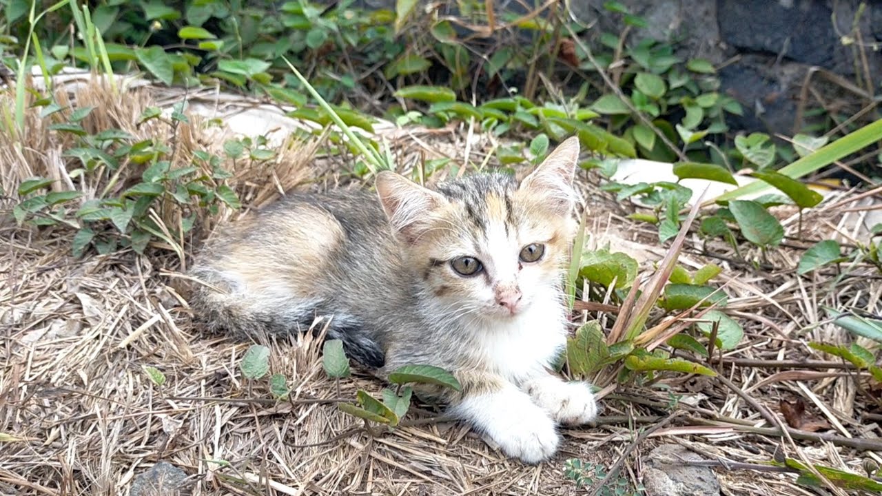 Kucing Baby NIATNYA MENCARI KUCINGKU YANG HILANG, TERYATA BANYAK BABY KUCING IMUT ...