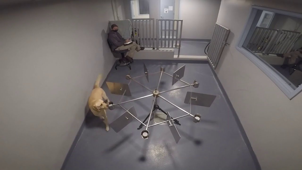 Canine Training: The Sniff Test