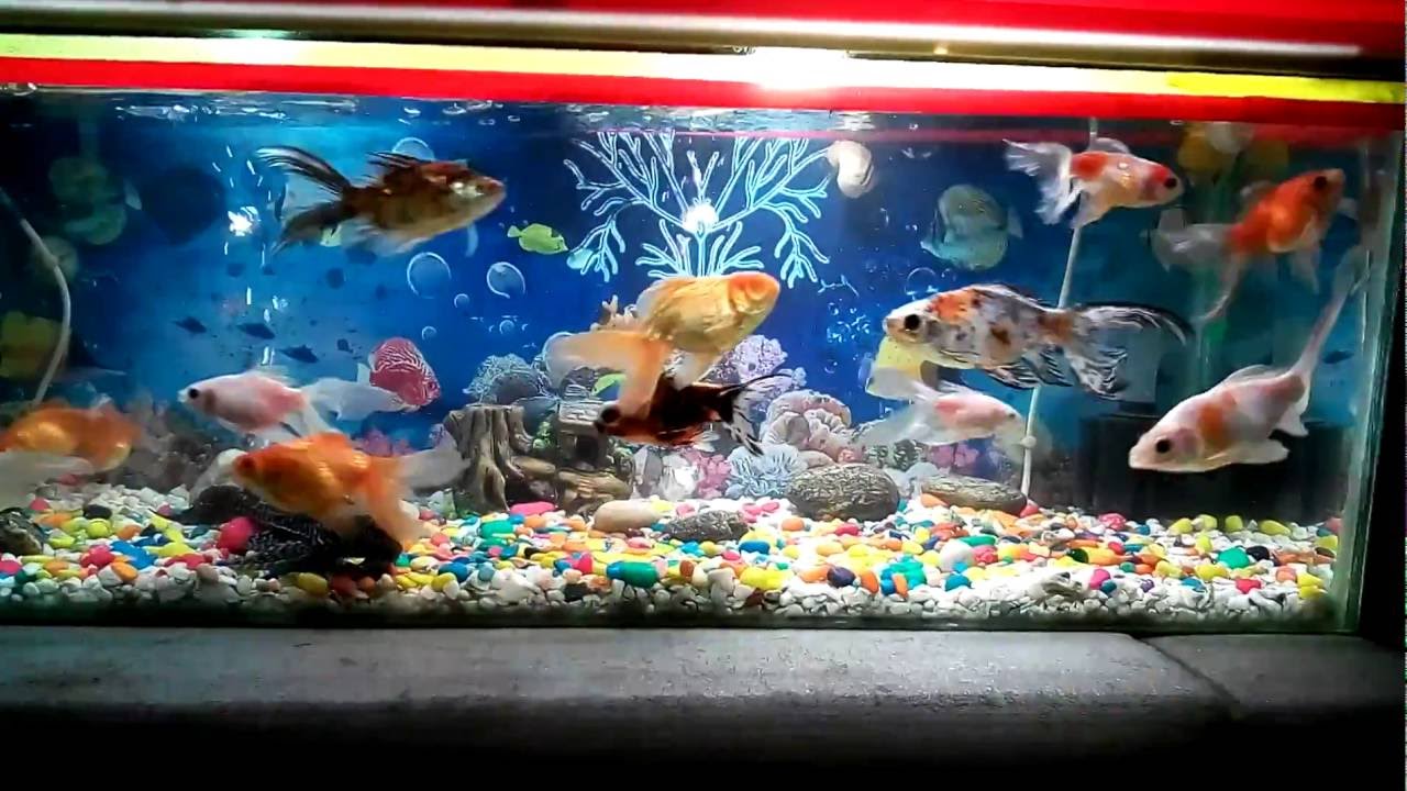 Rony Khan Fish Aquarium (Bhaijan) YouTube