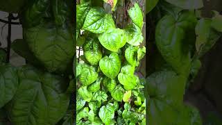 Chinese Indigo,Japanese Indigo, Dyers Knotweed-Persicaria Tinctoria