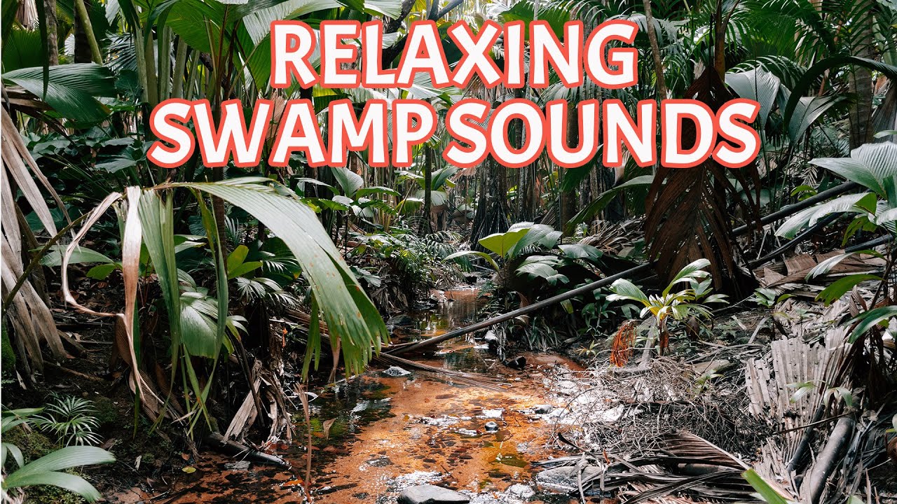 Relaxing Swamp sounds YouTube