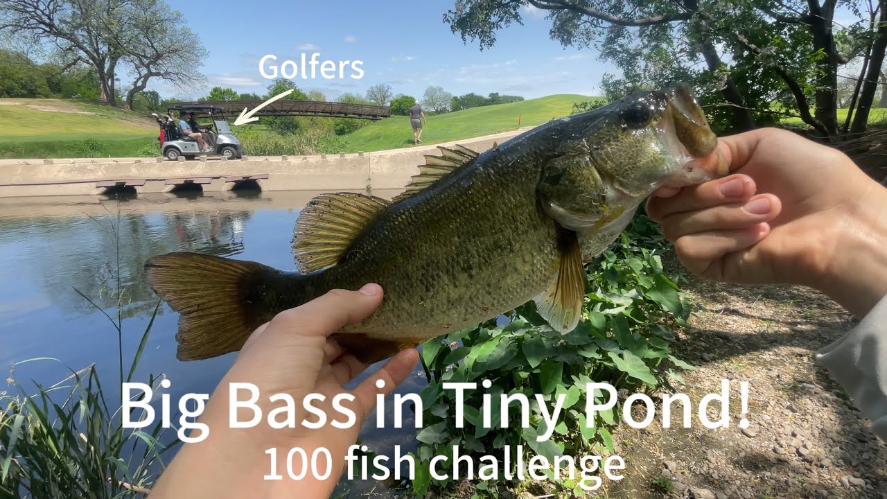 Big Bass in Tiny Pond! (100 Fish Challenge ep.2)
