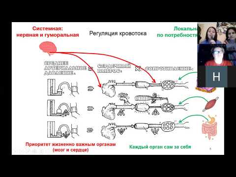 Физиология сердца и сосудов 4