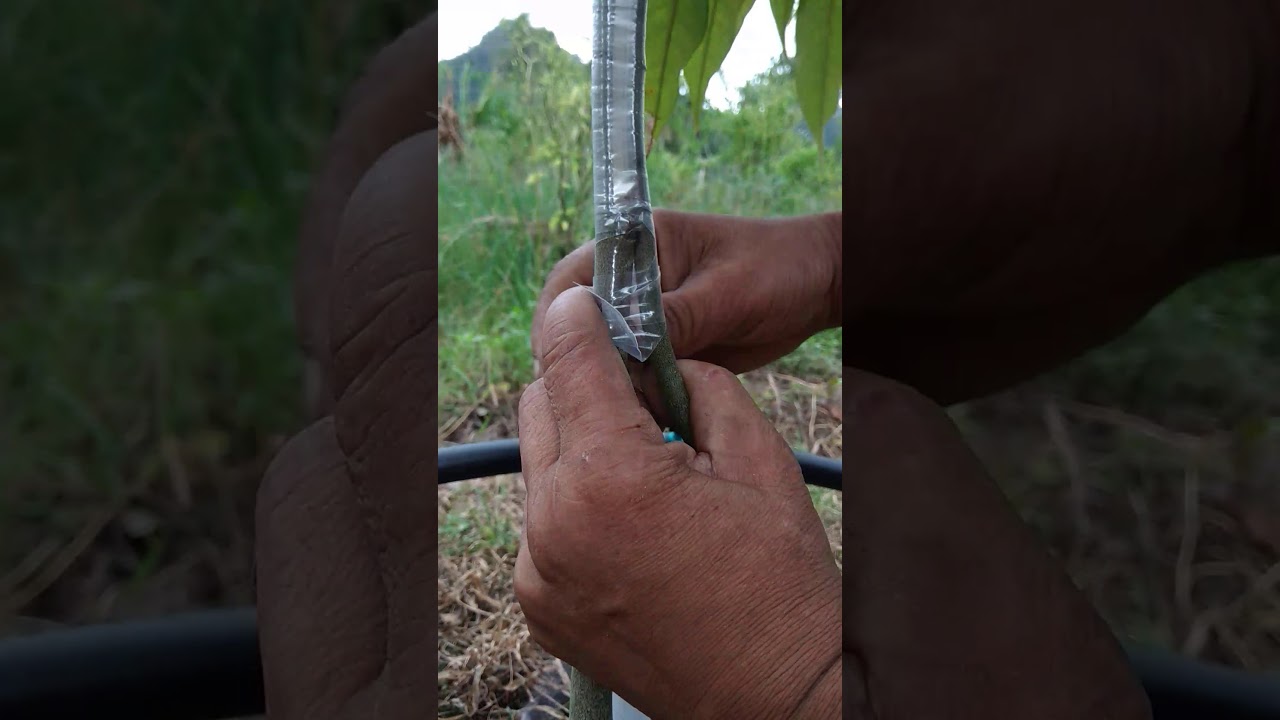 เสริมรากทุเรียนปลูกแบบเพาะเมล็ด