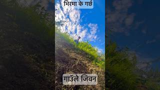 गाउॅले जिवन हेर्नुहोस् || Nepal Ilam Village Wark