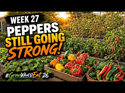 Peppers Still Going Strong! 🌶️ Week 27 Garden Update