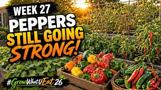 The Tomatoes Slowed Down… Then the Peppers Took Over!  Garden Week 27