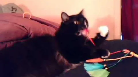 Video 9683911: maine coon adoption, female maine coon