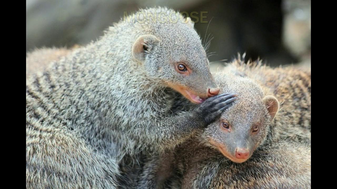 COMO SE DICE MANGOSTA EN INGLÉS YouTube