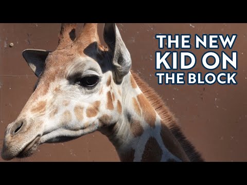 Oakland Zoo Reaches New Heights with Addition of 6th Giraffe