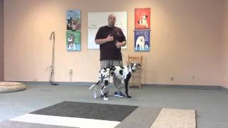 How to Use an Electric Collar to Train a Dog to Come When called