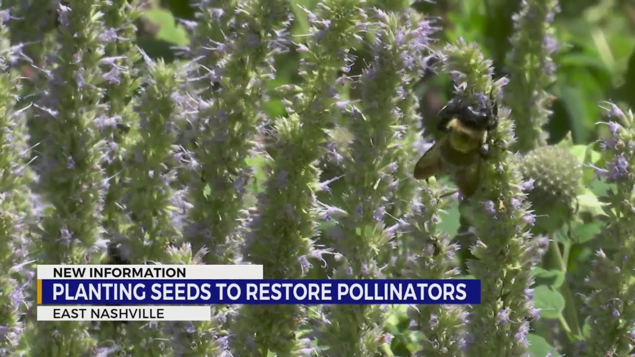 Planting seeds to restore Tennessee's pollinator population