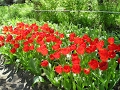 Как правильно посадить тюльпаны. Сайт sadovymir.ru