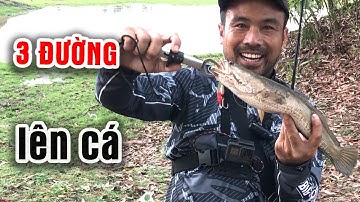Câu Lure Cá Lóc ● Cá Sắt Lập Công -Cái Ao Huyền Thoại /Snakehead | Tâm Râu Vlog #115