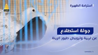 جولة استطلاع استراحة الظهيرة عن تربية وترويض طيور الزينة #استراحة_الظهيرة  #قناة_سامراء