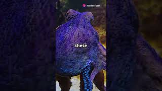 Octopuses Have Blue Blood  #facts #viral #youtubeshorts #science #ytshorts #octopus #blood #biology