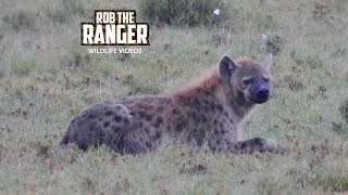 Watching HYENAS And STORKS In The Rain | Lalashe Mara Ripoi Safari