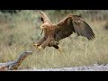 How Eagle Attack Monitor Lizard Success?