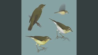 Bird sounds - Willow warbler