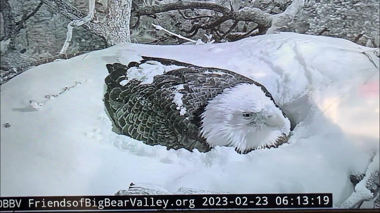 Big bear valley eagle cam. FriendsofBigBearValley.org - YouTube