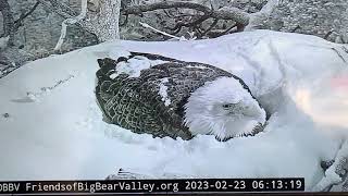 Big bear valley eagle cam. FriendsofBigBearValley.org