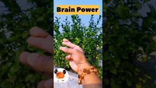 Boost Your Brain Power 🧠🧠 ! #brainpower #brain #youtubeshorts #shortvideo #ytshorts #trending #yt