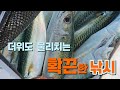 더위는 가라 던지면 바로 가져간다 바다낚시 고등어낚시 더위는 가라 던지면 바로 가져간다 바다낚시 고등어낚시