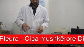 Sistemi I Organeve Të Frymëmarrjes Eksperimenti 11 Sistemi I Organeve Të Frymëmarrjes Eksperimenti 11