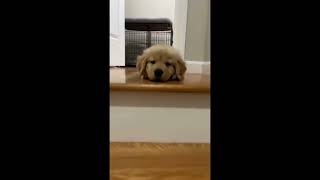 Puppy Blinking with its Eye!!! Very Sweet!!! #shorts