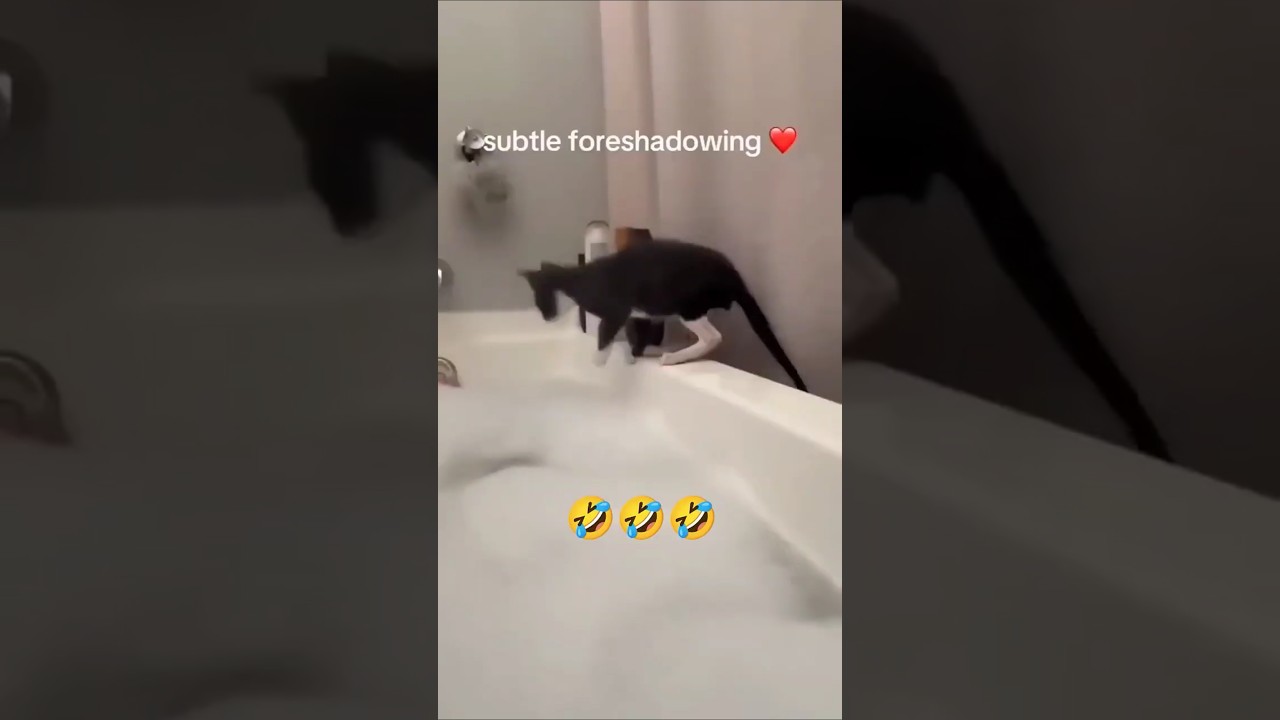 funny cat fail videos 😺🤣